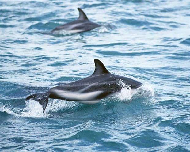 majestic dolphins 5 Majestic Dolphins: Masters of the Ocean (27 photos)