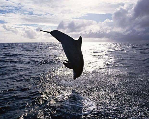 majestic dolphins 6 Majestic Dolphins: Masters of the Ocean (27 photos)