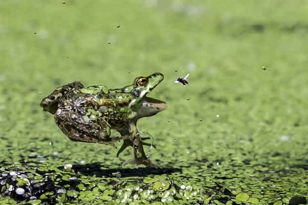 Perfectly Timed Photos #20