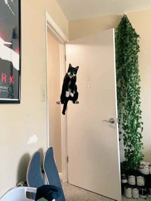 Perfectly Timed Photos #20