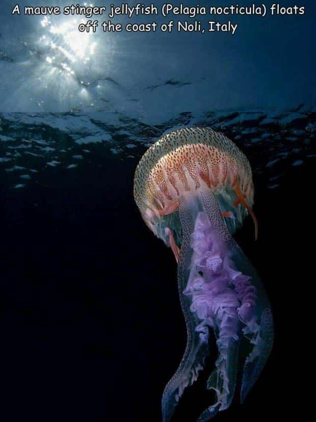 Interesting Pictures with Captions #117 (25 photos)