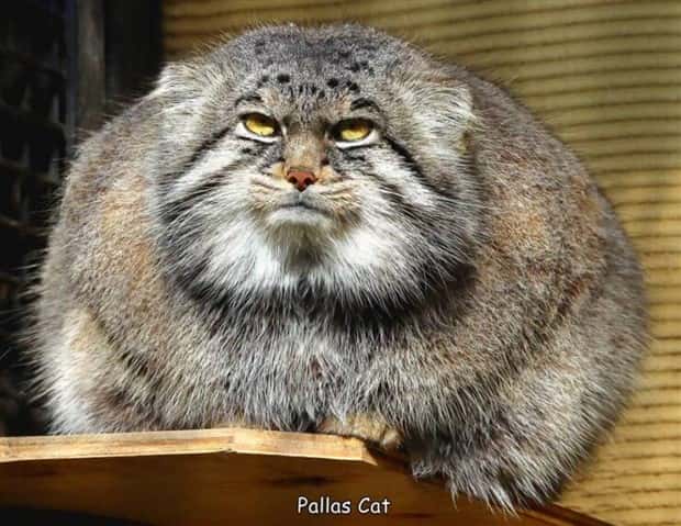 Interesting Pictures with Captions #114 (21 photos)