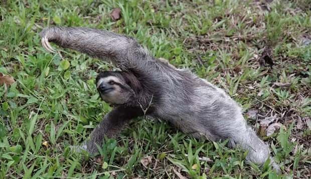 Adorable Animals Doing Yoga (25 photos)