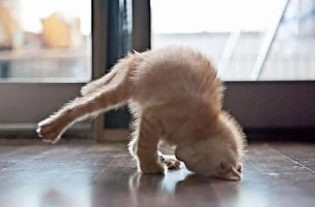 Adorable Animals Doing Yoga (25 photos)