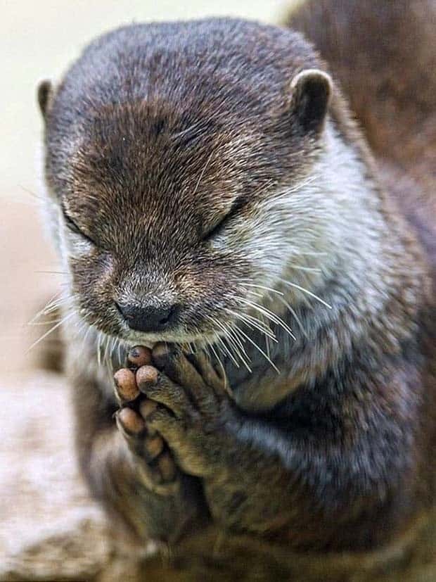 Adorable Animals Doing Yoga (25 photos)