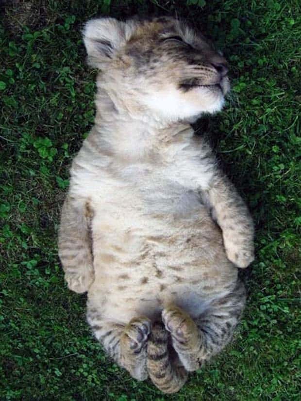 Adorable Animals Doing Yoga (25 photos)