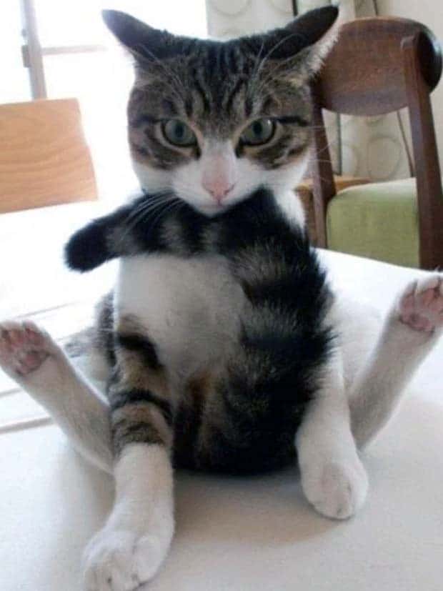 Adorable Animals Doing Yoga (25 photos)