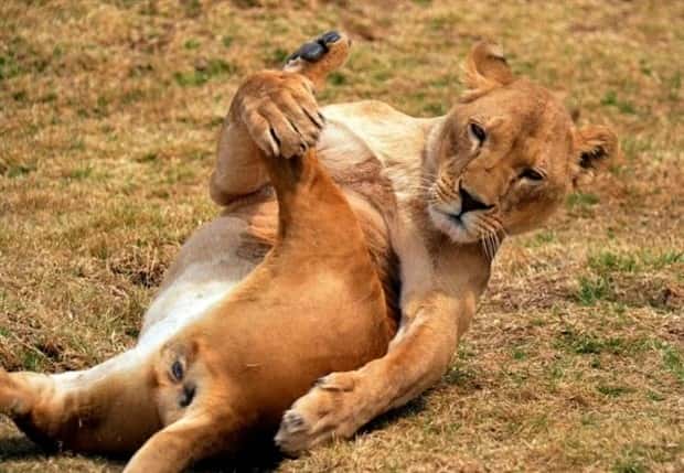 Adorable Animals Doing Yoga (25 photos)