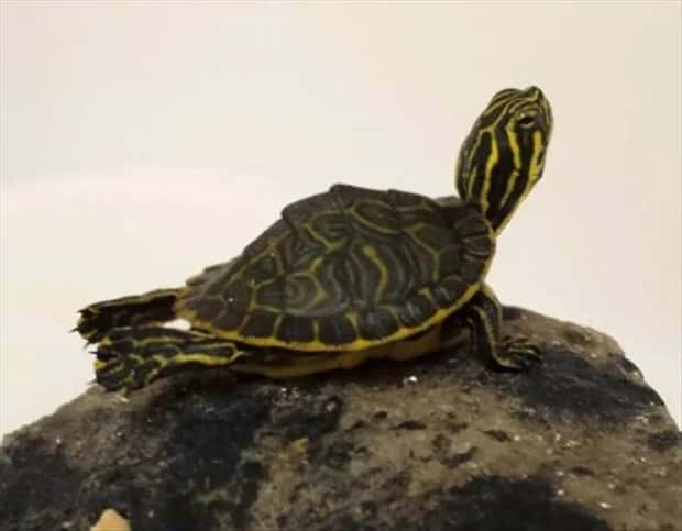 Adorable Animals Doing Yoga (25 photos)