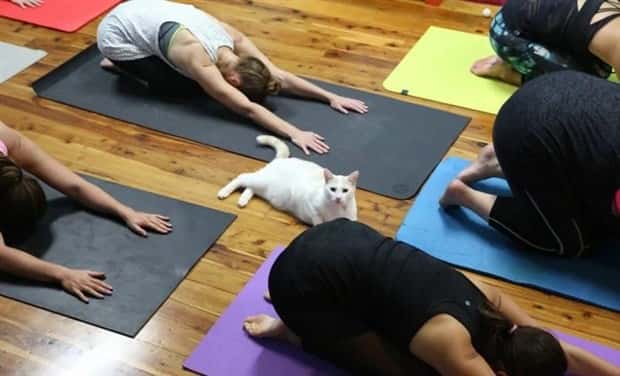 Adorable Animals Doing Yoga (25 photos)