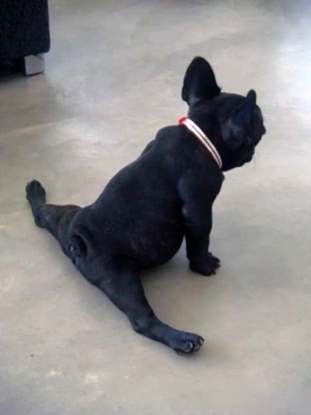 Adorable Animals Doing Yoga (25 photos)