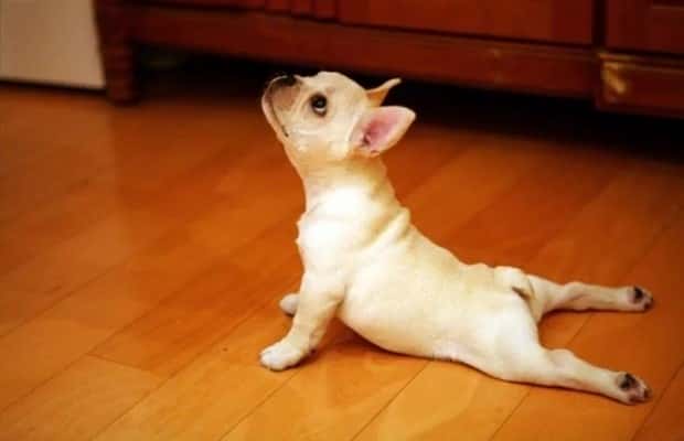 Adorable Animals Doing Yoga (25 photos)