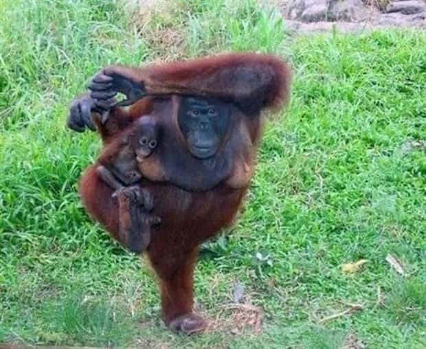 Adorable Animals Doing Yoga (25 photos)