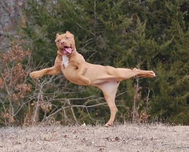 Adorable Animals Doing Yoga (25 photos)