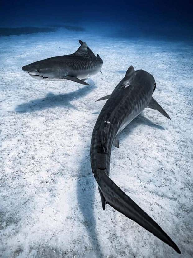 Awesome Pictures You Shouldn’t Miss #117 (23 photos)