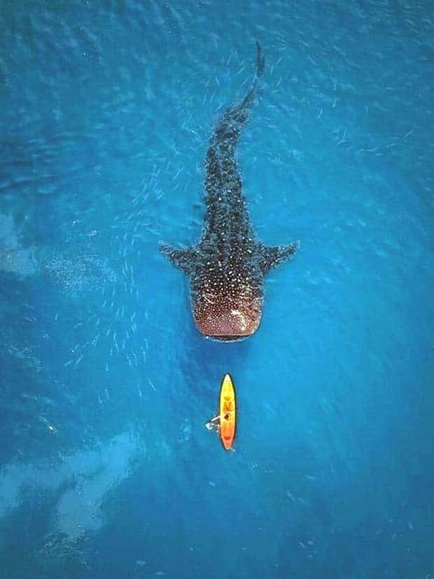 Awesome Pictures You Shouldn’t Miss #117 (23 photos)