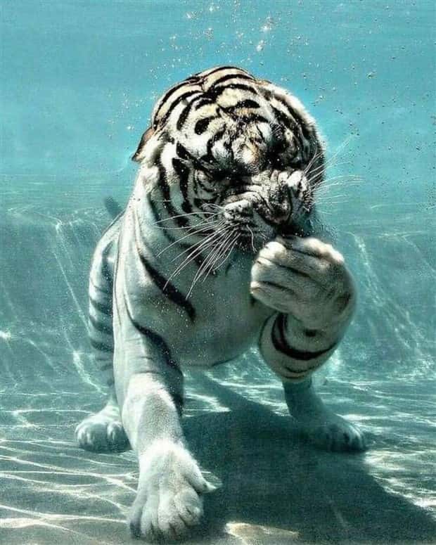 Awesome Pictures You Shouldn’t Miss #119 (26 photos)