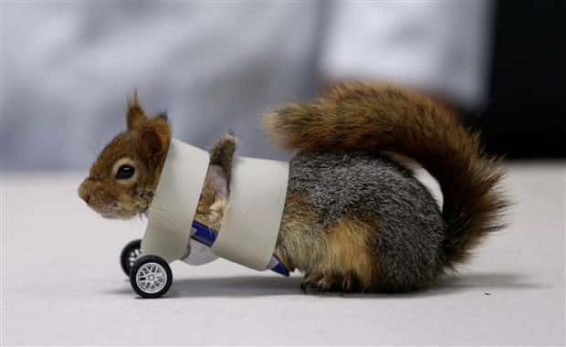 Amazing Prosthetics for Disabled Animals (45 photos)
