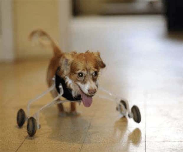 Amazing Prosthetics for Disabled Animals (45 photos)