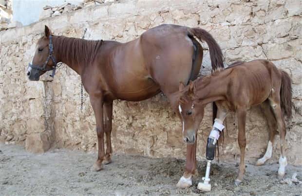 Amazing Prosthetics for Disabled Animals (45 photos)
