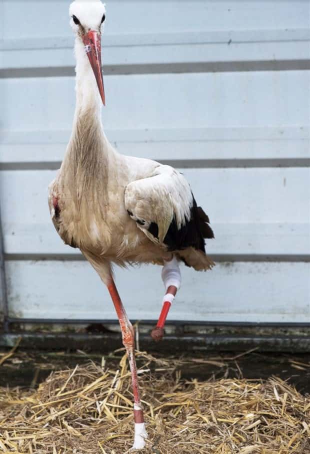 Amazing Prosthetics for Disabled Animals (45 photos)