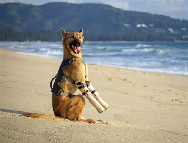 Amazing Prosthetics for Disabled Animals (45 photos)