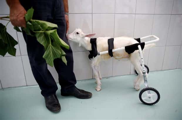 Amazing Prosthetics for Disabled Animals (45 photos)