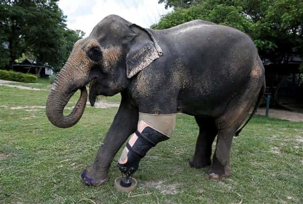 Amazing Prosthetics for Disabled Animals (45 photos)