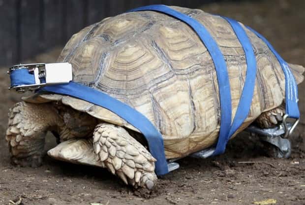 Amazing Prosthetics for Disabled Animals (45 photos)