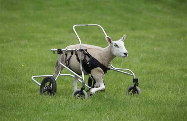 Amazing Prosthetics for Disabled Animals (45 photos)