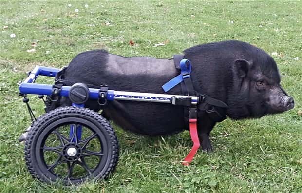 Amazing Prosthetics for Disabled Animals (45 photos)