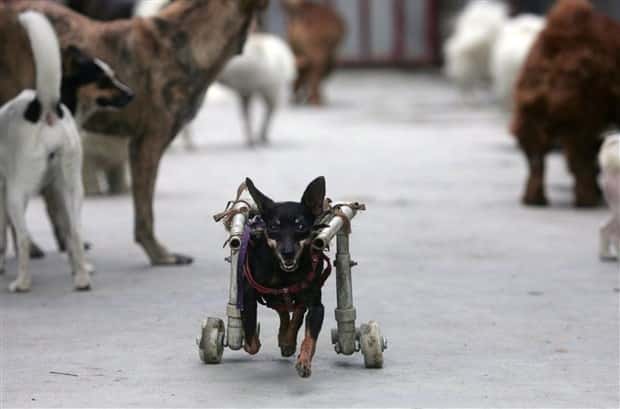 Amazing Prosthetics for Disabled Animals (45 photos)