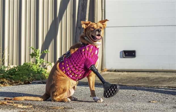 Amazing Prosthetics for Disabled Animals (45 photos)