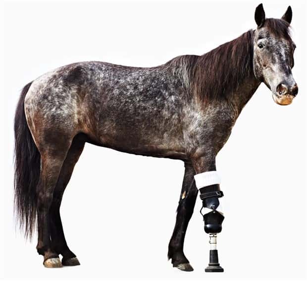 Amazing Prosthetics for Disabled Animals (45 photos)