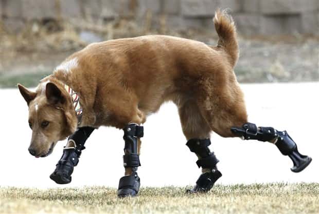 Amazing Prosthetics for Disabled Animals (45 photos)