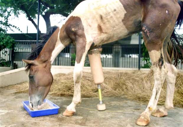 Amazing Prosthetics for Disabled Animals (45 photos)