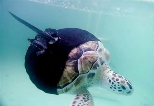 Amazing Prosthetics for Disabled Animals (45 photos)