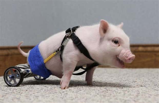 Amazing Prosthetics for Disabled Animals (45 photos)
