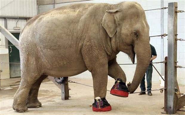 Amazing Prosthetics for Disabled Animals (45 photos)