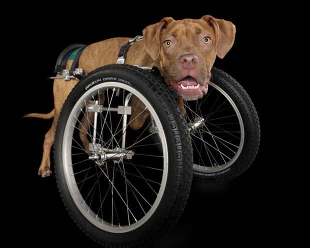 Amazing Prosthetics for Disabled Animals (45 photos)