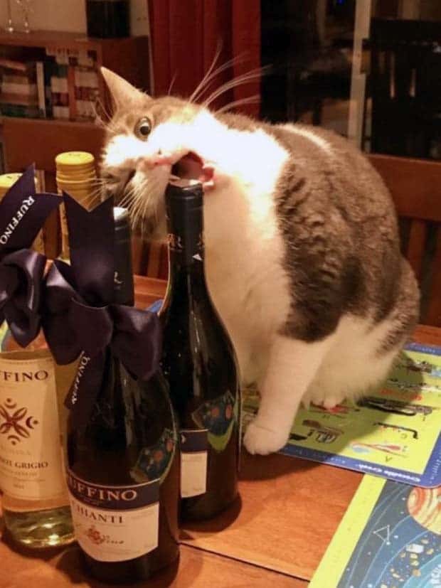 Get Ready for Funny Animals #350 (25 photos)