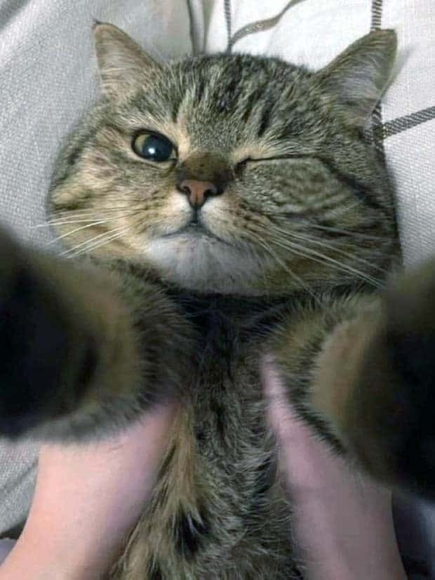 Get Ready for Funny Animals #352 (26 photos)