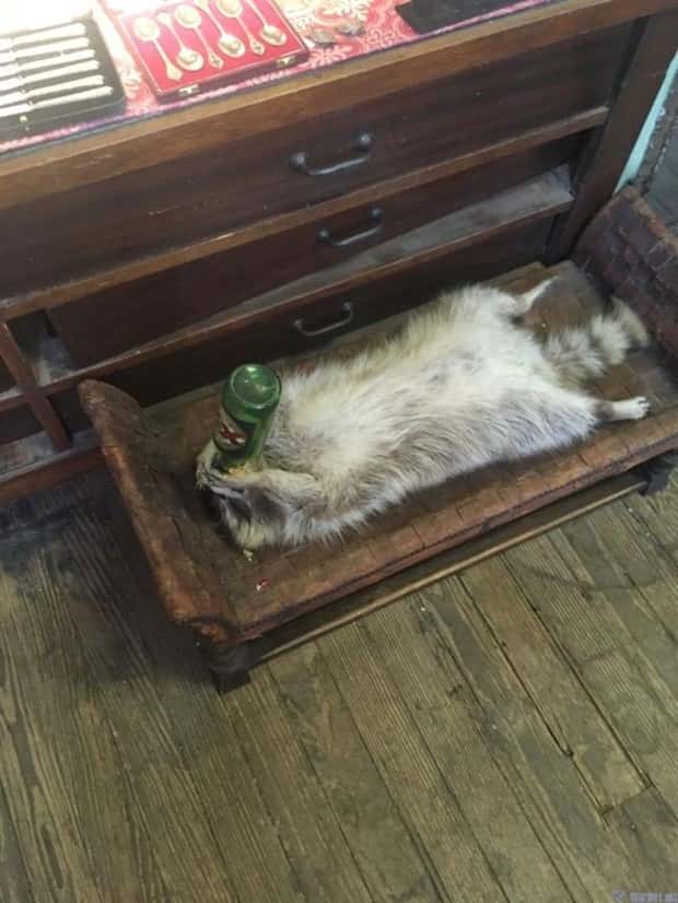 Get Ready for Funny Animals #350 (25 photos)