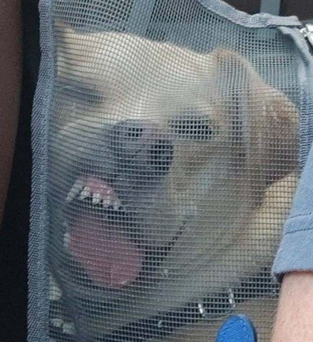 Get Ready for Funny Animals #352 (26 photos)