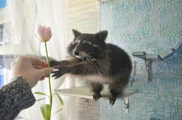 Get Ready for Funny Animals #350 (25 photos)