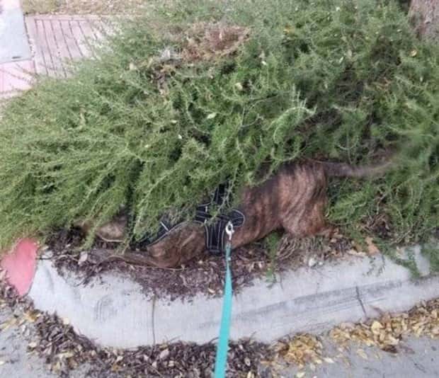 Get Ready for Funny Animals #352 (26 photos)