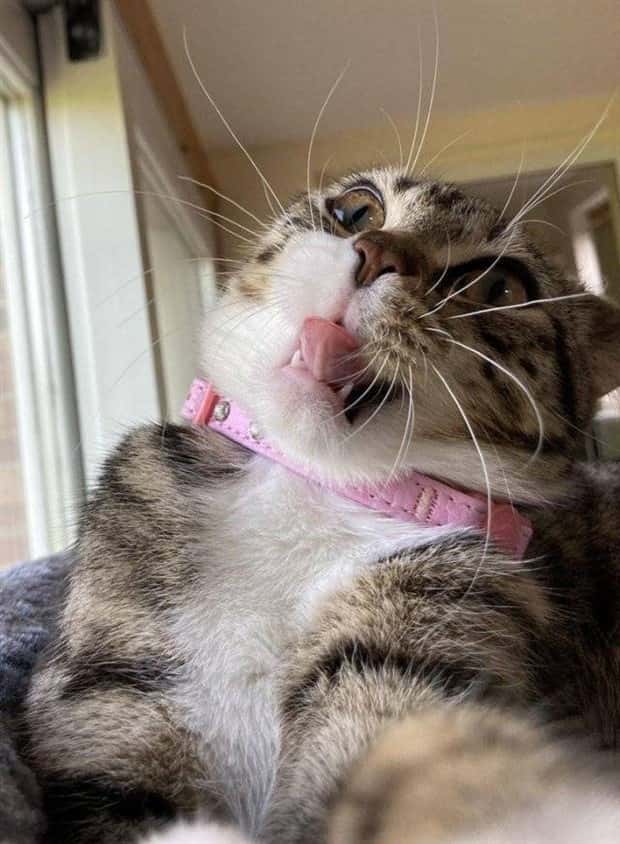 Get Ready for Funny Animals #352 (26 photos)