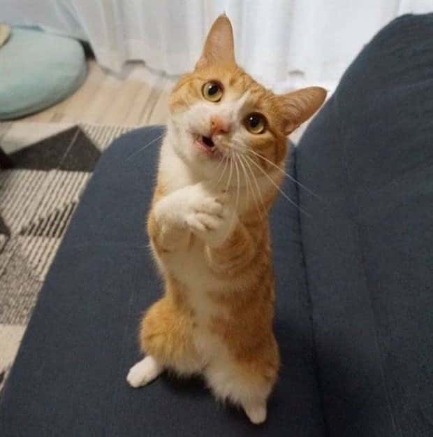 Get Ready for Funny Animals #352 (26 photos)