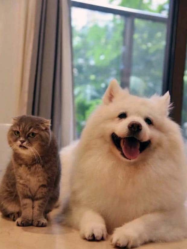 Get Ready for Funny Animals #350 (25 photos)