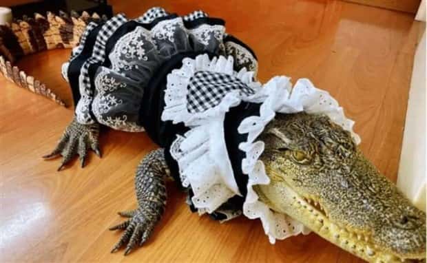 funny animals 15 2 Get Ready for Funny Animals #351 (24 photos)